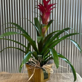 Potted bromeliad with red bloom and long green leaves