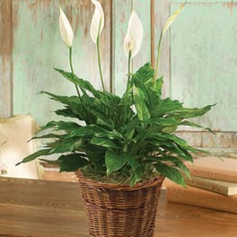 PEACE LILY FLOOR PLANT 6"D