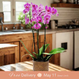 Premium Local Phalaenopsis Garden (4 Stems) Locally Grown