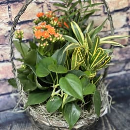 Basket of mixed potted plants with small orange flowers
