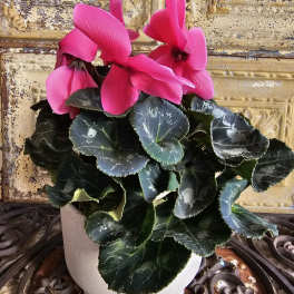 Potted plant with bright pink cyclamen flowers