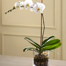 White orchid plant in a clear glass vase with pebbles