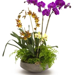 Purple and yellow orchids arranged in a low gray bowl