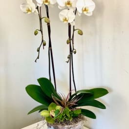 White orchids in a textured pot with broad green leaves
