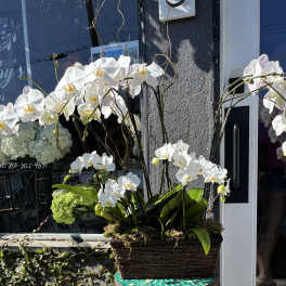 White orchids arranged in a rectangular basket planter
