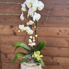 White orchid plant in a decorative pot