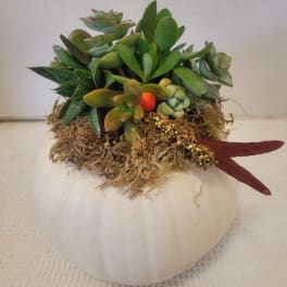 Succulent arrangement in a white pumpkin-shaped container