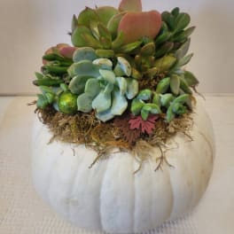 Succulent arrangement on a white pumpkin with moss and small decorative accents