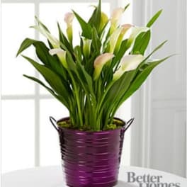 The FTD® Sugarplum Chic Holiday Calla Lily Plant by Better Homes and Gardens®