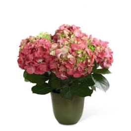 The FTD Pink Hydrangea Planter