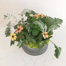Small potted arrangement with peach and yellow daisy-like flowers