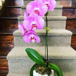 Pink orchid plant in a white pot on carpeted stairs