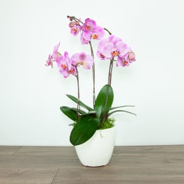 Pink orchids in a white pot with broad green leaves