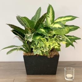 Mixed green houseplants in a black rectangular planter with a small candle beside it