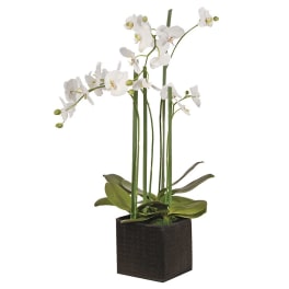 White orchid plant in a black square pot