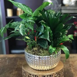 Potted green houseplant in a textured silver bowl on a decorative stand
