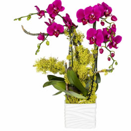 Tall magenta orchid plant with yellow moss in a white rectangular ceramic pot.