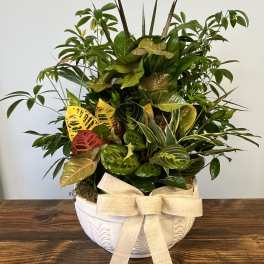 Mixed potted houseplant garden in a white ceramic bowl with a beige bow