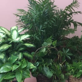 Green plant