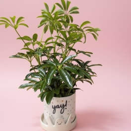 The Yay! You Did It Plant