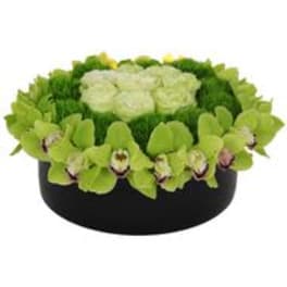 Green orchid arrangement in a black round container