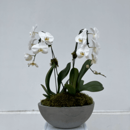 Double White Phalaenopsis Orchid