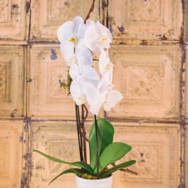 White orchid plant in a white pot