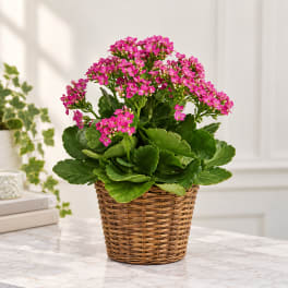 Pink flowering plant in a woven basket planter