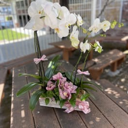 White and pink orchids arranged in a rectangular planter with ribbon bows.