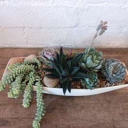 Succulent arrangement in a white oval planter with trailing and rosette plants