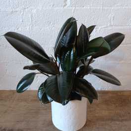 Potted rubber plant with dark glossy leaves in a white planter
