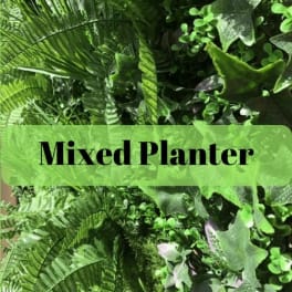 Mixed green planter with assorted foliage and ferns