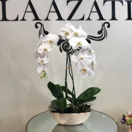 White orchid plant in a textured bowl planter