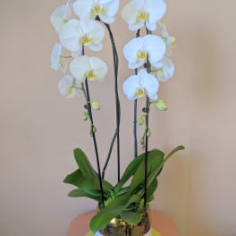 White orchid plant in a gold pot on a round pedestal