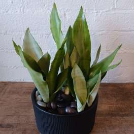 Potted snake plant in a black ribbed container with decorative stones
