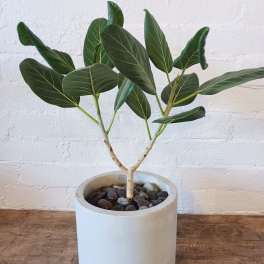 Potted green houseplant with broad oval leaves in a white planter