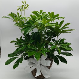 Arbacola Schefflera