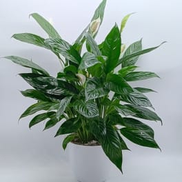 Simply Elegant Peace Lily
