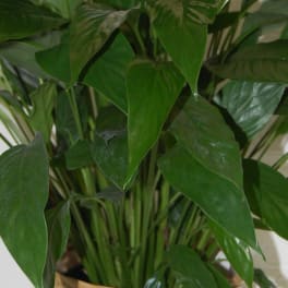 Potted peace lily plant with white blooms in a woven basket