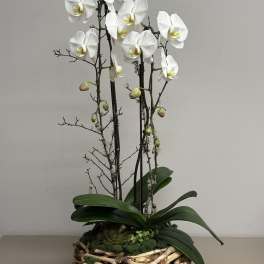 Potted white phalaenopsis orchids with buds in a low round driftwood basket
