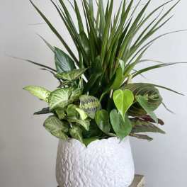 Mixed green houseplants in a white textured pot