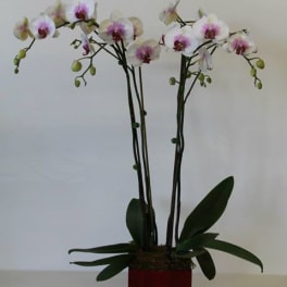 Double Orchid