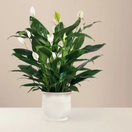 Comfort Planter