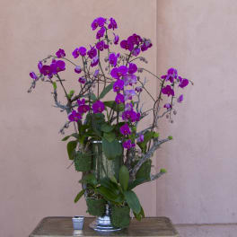 Tall arrangement of purple orchids in a silver vase