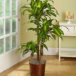 Tall potted dracaena plant in a woven brown container