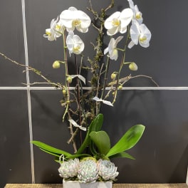 Tall white orchid and succulents in a modern square white planter with decorative branches