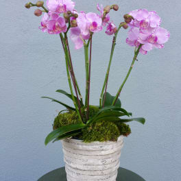 Pink orchids in a white ribbed pot with moss