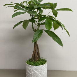 Potted money tree plant with braided trunks in a white textured cylinder pot