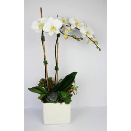 White orchid arrangement in a square white pot with succulents