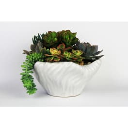 Succulent arrangement in a white ceramic bowl